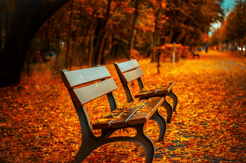 bench fall leaves - free autumn stock photo