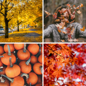 best free fall autumn stock photos