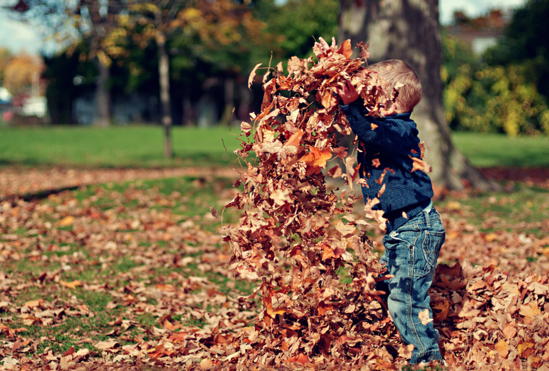 child playing in fall leaves - free autumn stock photo