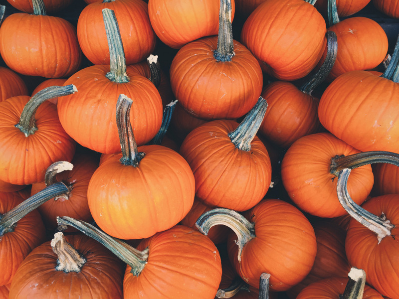 baby pumpkin pile - free fall autumn stock photo