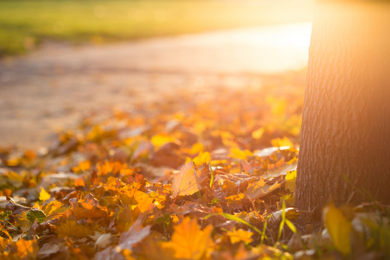 fall leaves and park tree - free autumn stock photo