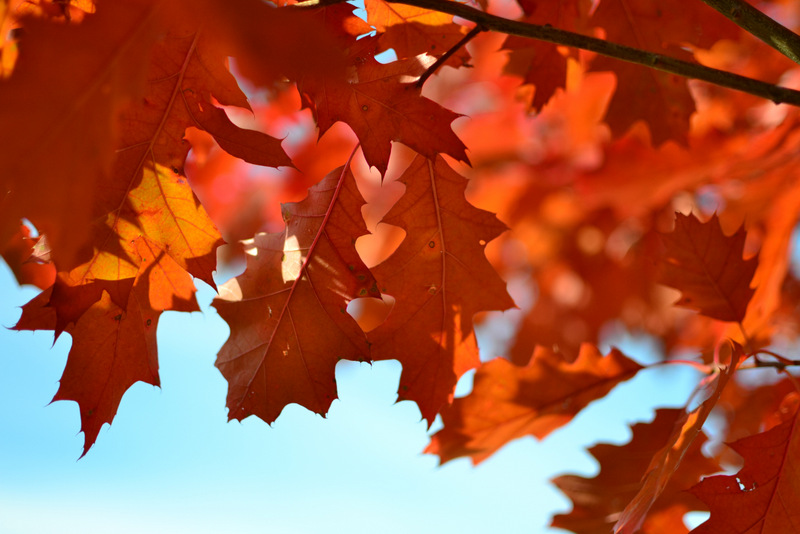 Red brown fall oak leaves - free autumn stock photo
