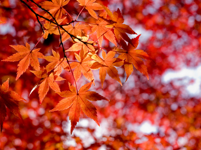red maple leaves - free fall autumn stock photo