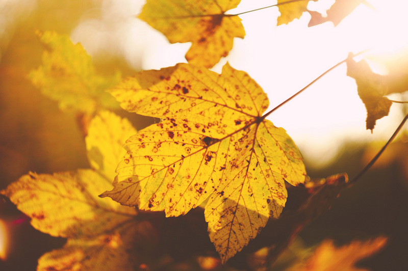 yellow fall leaves - free autumn stock photo