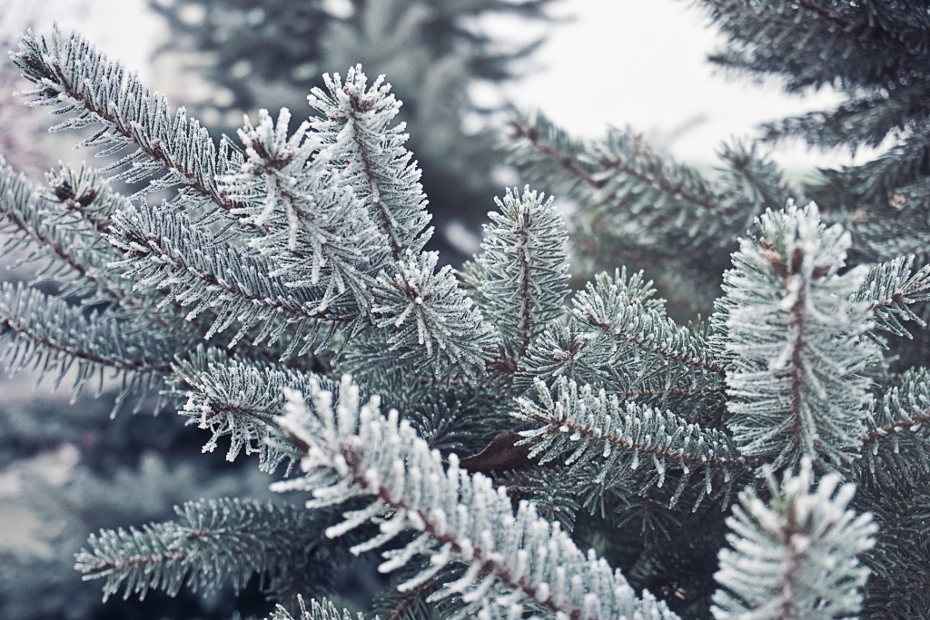 snow covered pine tree - free winter stock photo
