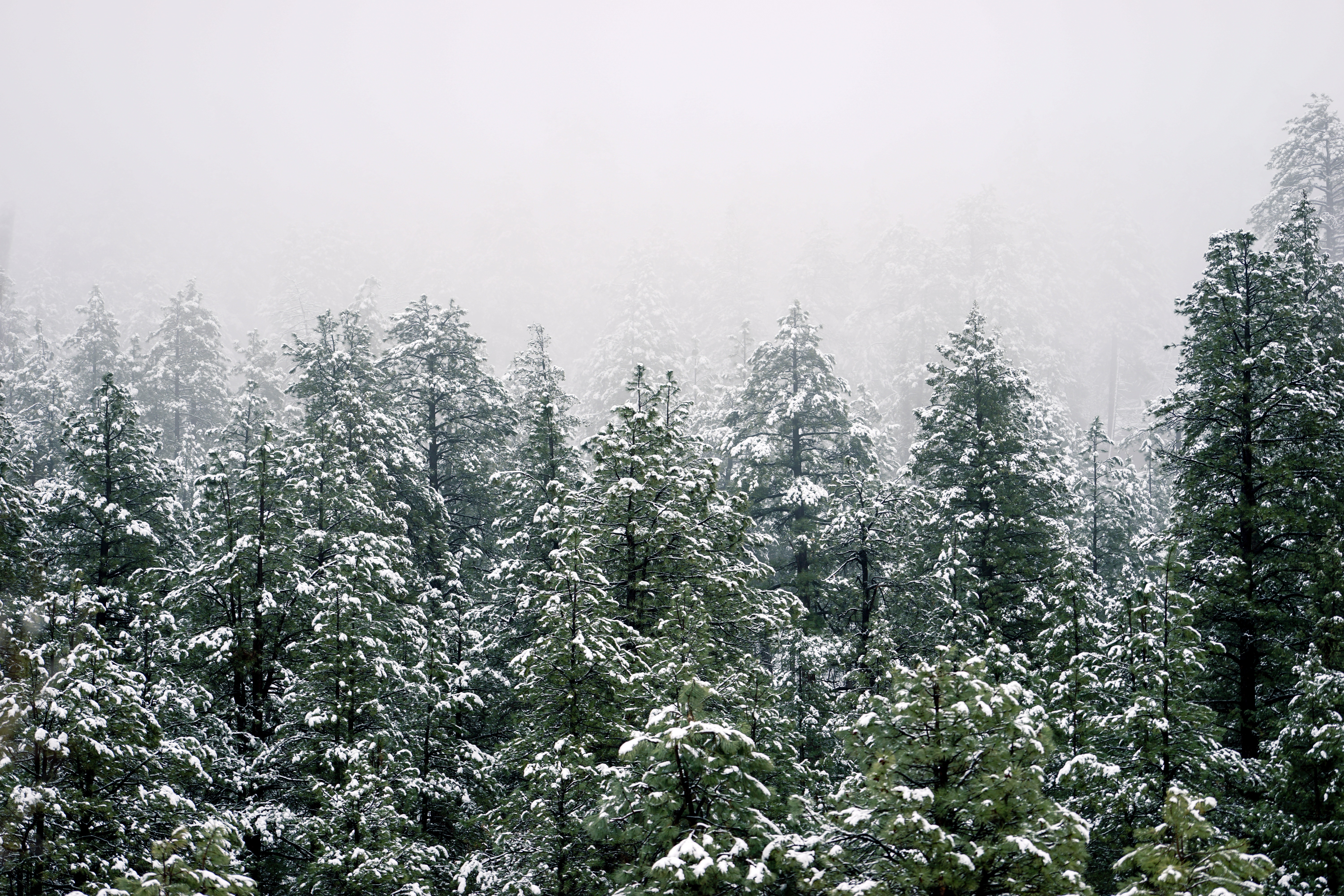Snow and forest - free winter stock photo