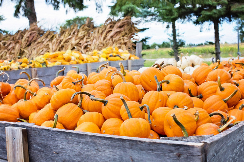 pumpkin pile farmers market - free fall autumn stock photo