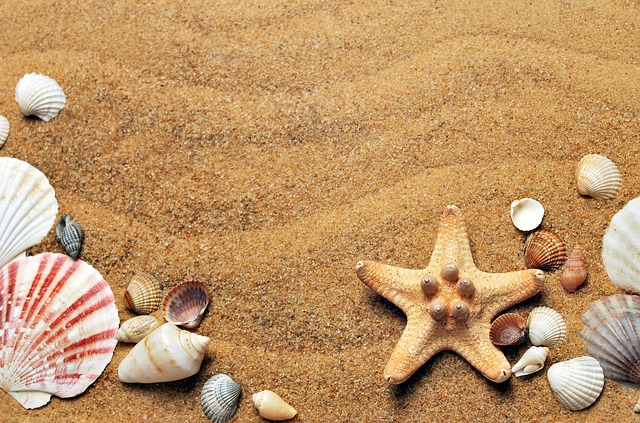seashells, starfish and sand at the beach - free summer stock photo
