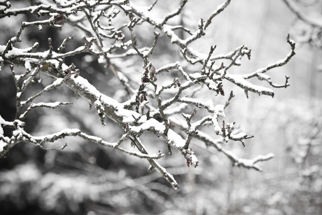 Snow on branches - free winter stock photo
