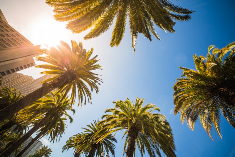sunny palm trees - free summer stock photo