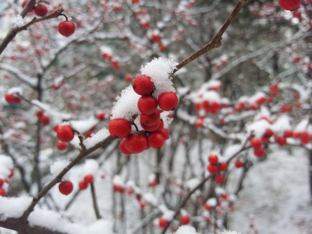 Red berries covered in snow - free winter stock photo