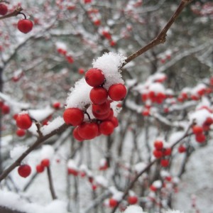 Red berries covered in snow - free winter stock photo