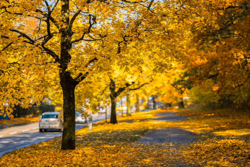 yellow fall leaves street - free autumn stock photo